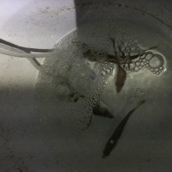 青物の活性が低い